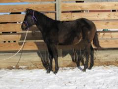 Paddys Gin Scar JW <BR> AQHA 5813919